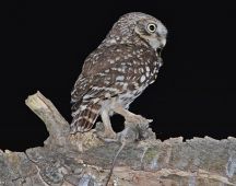 7 Eine Maus lohnt sich